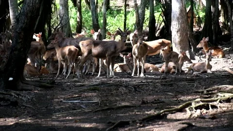 A group of deer under a tree looking ahead Stock Footage 241653977