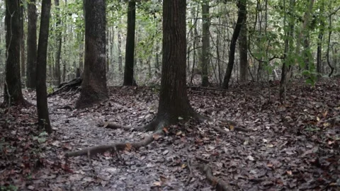 Group of Deer Walking and Running in Woods in Slow Motion Stock Footage 142312154