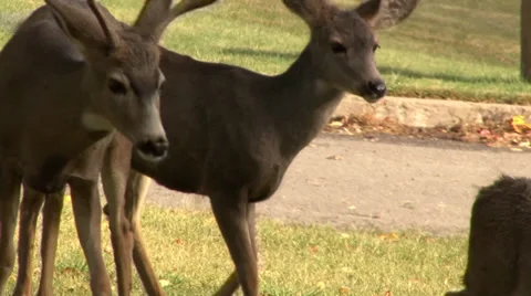 Group of Deer Walking Stock Footage 27799207