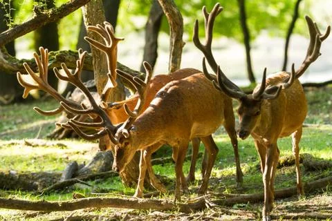 A group of deer walking Stock Photos