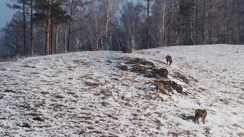 Group of deer Walking Up Snow Covered Hill Video stock 266700642