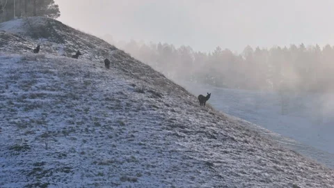 Group of deer Walking Up Snow Covered Hill Stock Footage 266749088