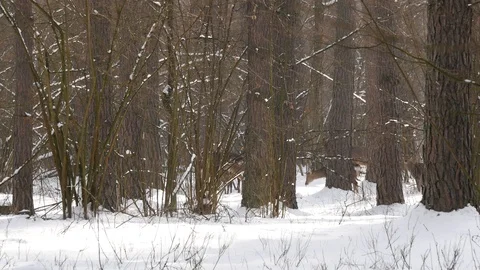 A group of deer walking in the woods. Stock Footage 106463393