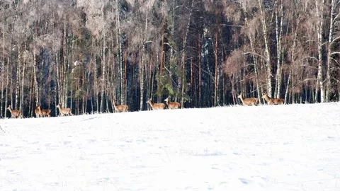 A group of deer walks in the winter forest. Stock Footage 233057156
