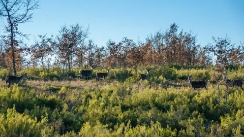 Group of deer watching Foto stock