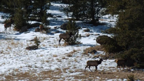 Group of Deer in Winter Stock Footage 119832545