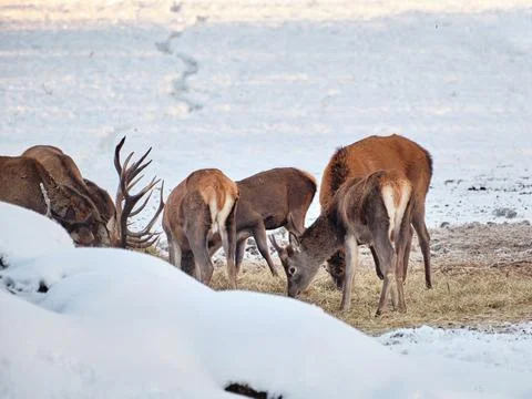 A group of deer in the winter forest in the daytime. Portrait of deer in the Stock Photos