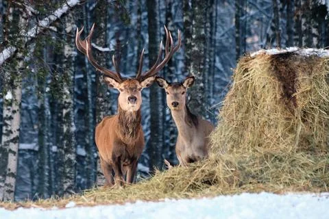 A group of deer in the winter forest in the daytime. Portrait of deer in the Stock Photos