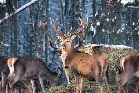 A group of deer in the winter forest in the daytime. Portrait of deer in the Stock Photos