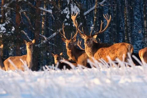 A group of deer in a winter forest in the rays of sunset. Portrait of deer in Stock Photos