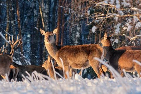 A group of deer in a winter forest in the rays of sunset. Portrait of deer in Stock Photos