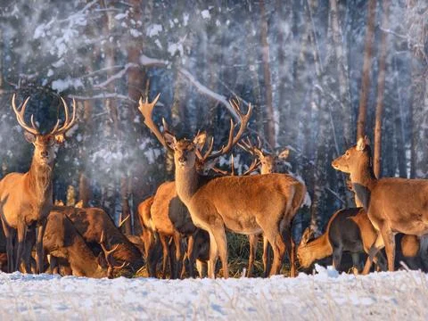 A group of deer in a winter forest in the rays of sunset. Portrait of deer in Stock Photos