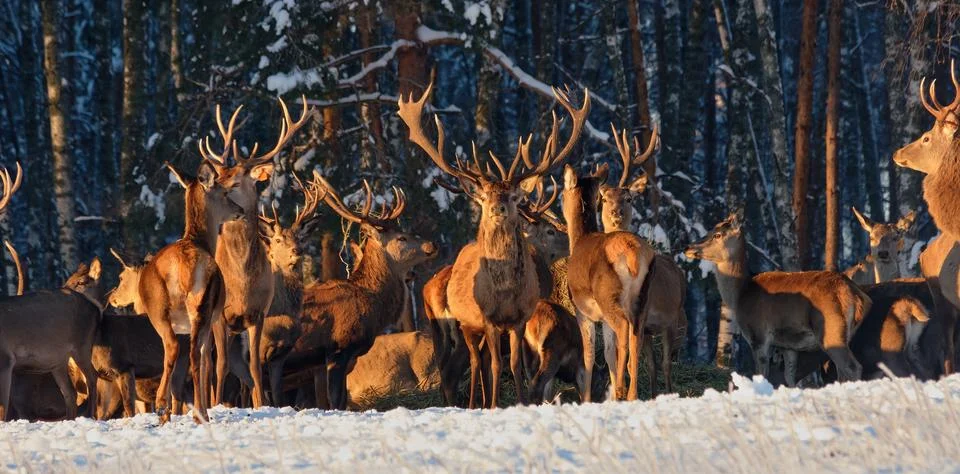 A group of deer in a winter forest in the rays of sunset. Portrait of deer in Stock Photos
