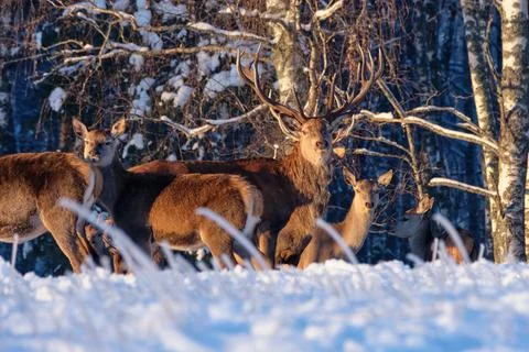 A group of deer in a winter forest in the rays of sunset. Portrait of deer in Stock Photos