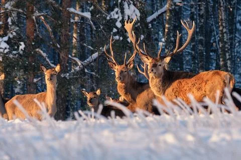 A group of deer in a winter forest in the rays of sunset. Portrait of deer in Stock Photos