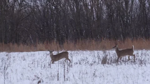 Group of deer in a winter prairie Stock Footage 327436264
