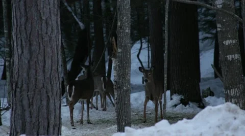 Group of deer in winter woods 動画素材 40450338