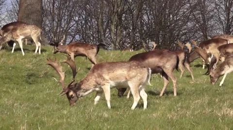 Group of Deers 02 Video stock 48580736