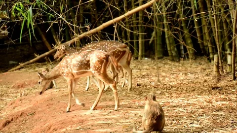 Group of deers and monkeys playing in a zoo wildlife Stock Footage 108729055