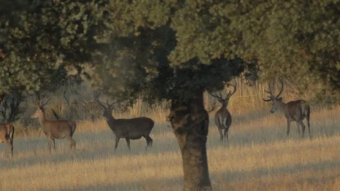 Group of Deers Calmly Moving 스톡 동영상 108724778