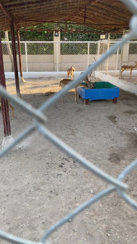 A Group of Deers in Captivity Stock Footage 288645516