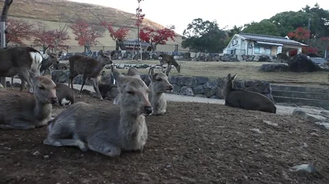 Group of deers Stock Footage 46179832