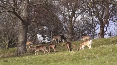 Group of Deers Stock Footage 48579726