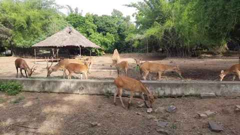 Group of deers. Stock Footage 247057318
