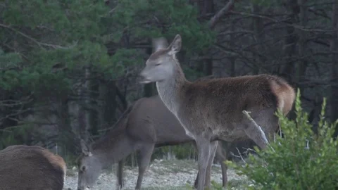 Group of deers in the forest Stock Footage 71716343