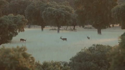 Group of Deers in a Grass Field 스톡 동영상 108729758