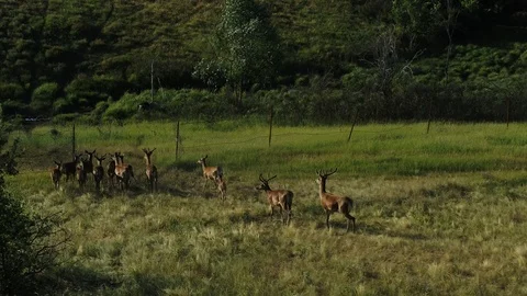 A group of deers jump over a stream and climb a hill Stock Footage 114111832