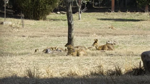 Group of Deers lying next to a tree Stock Footage 329118308