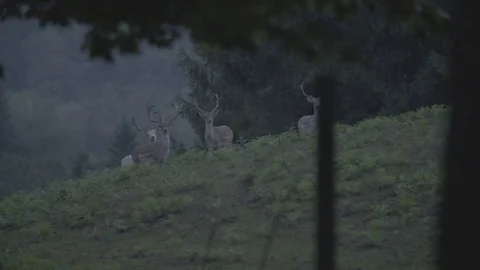 Group of deers staring Stockbeeldmateriaal 76555065