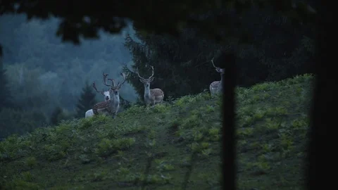Group of deers staring 動画素材 92410194