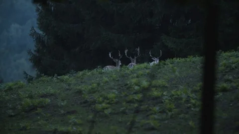 Group of deers walking aways Vídeos de archivo 92410152