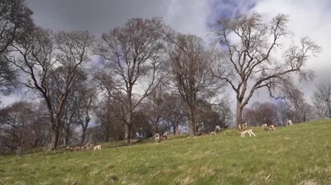 Group of Deers Walking Video stock 48580711
