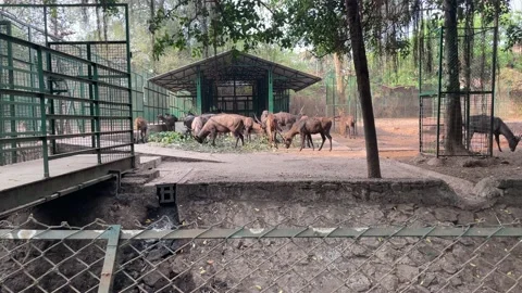 A Group of deers in zoo Stock Footage 233855932