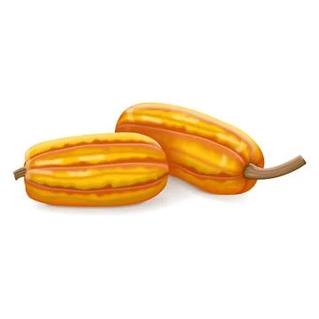 Group of Delicata squash Stock Illustration