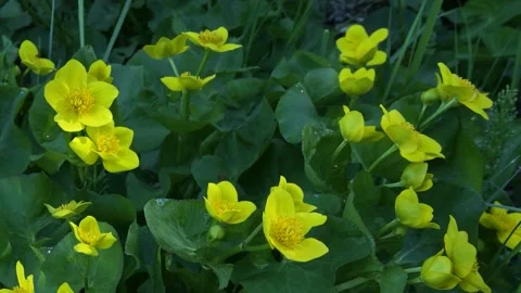 Group of delicate bright yellow Marsh Marigold wildflowers Stock Footage 141748941