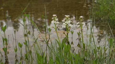Group of delicate white Bogbean wildflowers growing in a wetland  Stock Footage 135250872