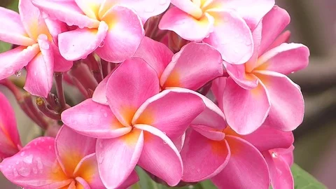 Group of dense flowers Stock Footage 83877472