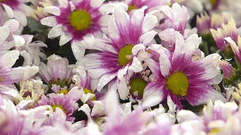 Group of dense flowers Stock Footage 83879255