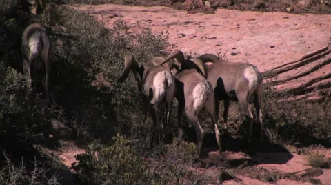A group of desert bighorn rams  preparing for the breeding season 스톡 동영상 55737902