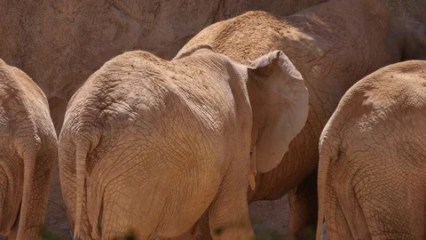 Group of desert elephants on a hot summer day, ultra hd 4k, real time Stock Footage 79993223