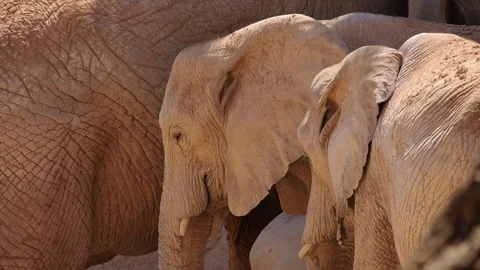 Group of desert elephants on a hot summer day, ultra hd 4k, real time Stock Footage 79993438