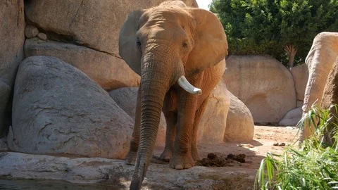 Group of desert elephants on a hot summer day, ultra hd 4k, real time Stock Footage 79993559