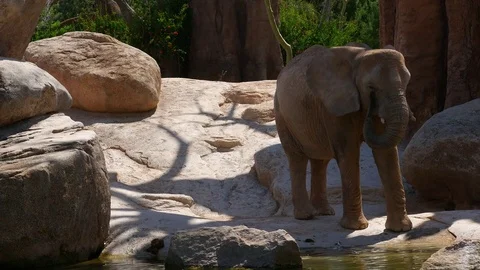 Group of desert elephants on a hot summer day, ultra hd 4k, real time Stock Footage 79993584