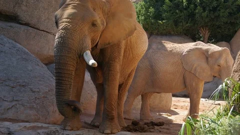 Group of desert elephants on a hot summer day, ultra hd 4k, real time Stock Footage 79993775