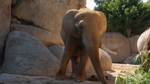 Group of desert elephants on a hot summer day, ultra hd 4k, real time Stock Footage 79993905