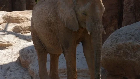 Group of desert elephants on a hot summer day, ultra hd 4k, real time Stock Footage 79994095
